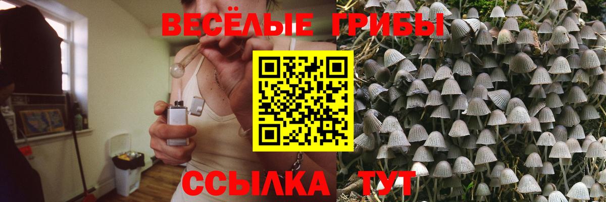 Псилоцибиновые грибы Psilocybe Когалым